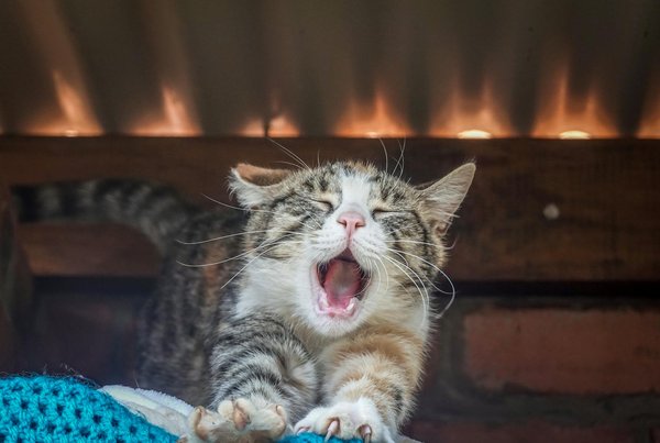 Pourquoi adopter une poule pondeuse chez soi est bénéfique