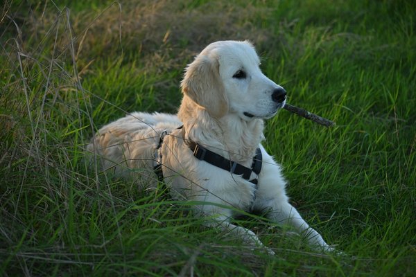 Enrouleur à led pour chien : sécurité et confort lors des balades