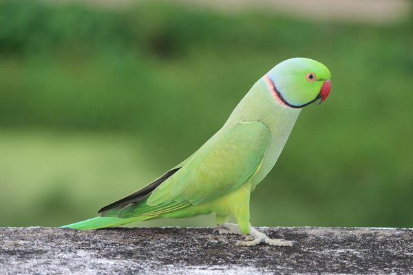 La vie secrète des fourmis