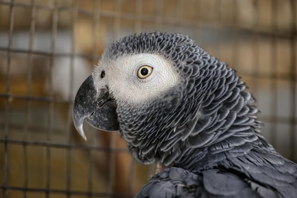 Les avantages surprenants d'avoir une poule pondeuse chez soi.