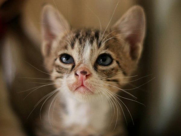 Interviews de personnes qui ont adopté des chats de gouttière