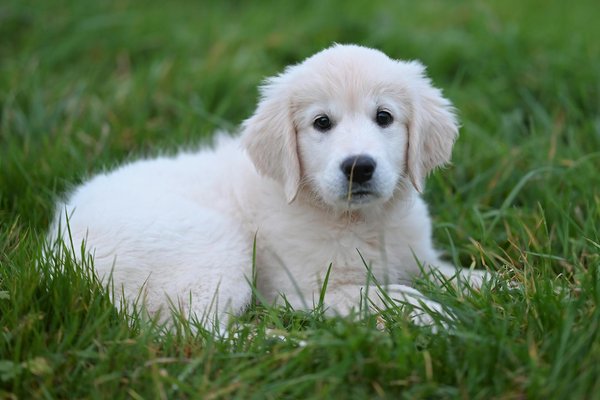 Le meilleur harnais pour votre staffie : confort et sécurité