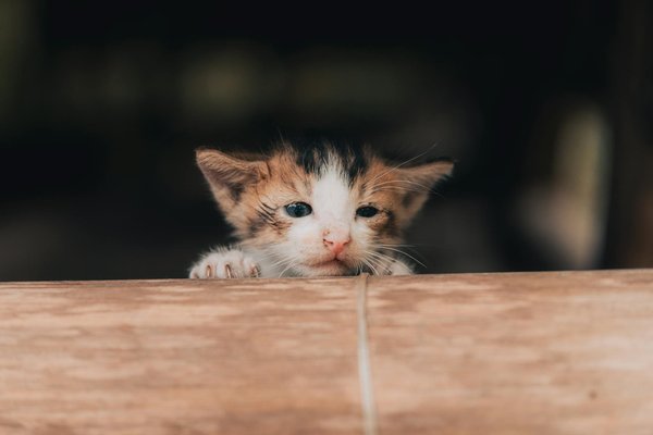 Comment utiliser les friandises pour chiens pour renforcer le lien avec votre animal