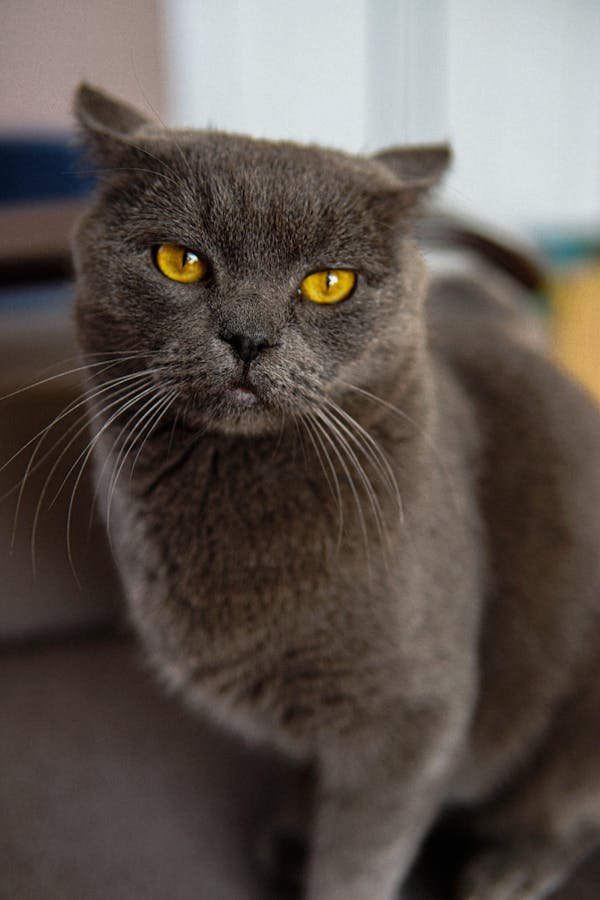 Mon chat fait caca par terre : causes et solutions efficaces