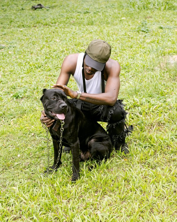 Tout savoir sur le cane corso : un compagnon exceptionnel